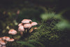 picture of mushrooms